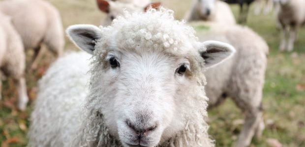 Farm and Fleet Return Policy 1 white sheep on green grass during daytime