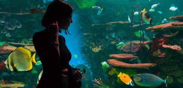 Does Ripleys Aquarium Have Aaa Discount? , silhouette of woman standing near aquarium